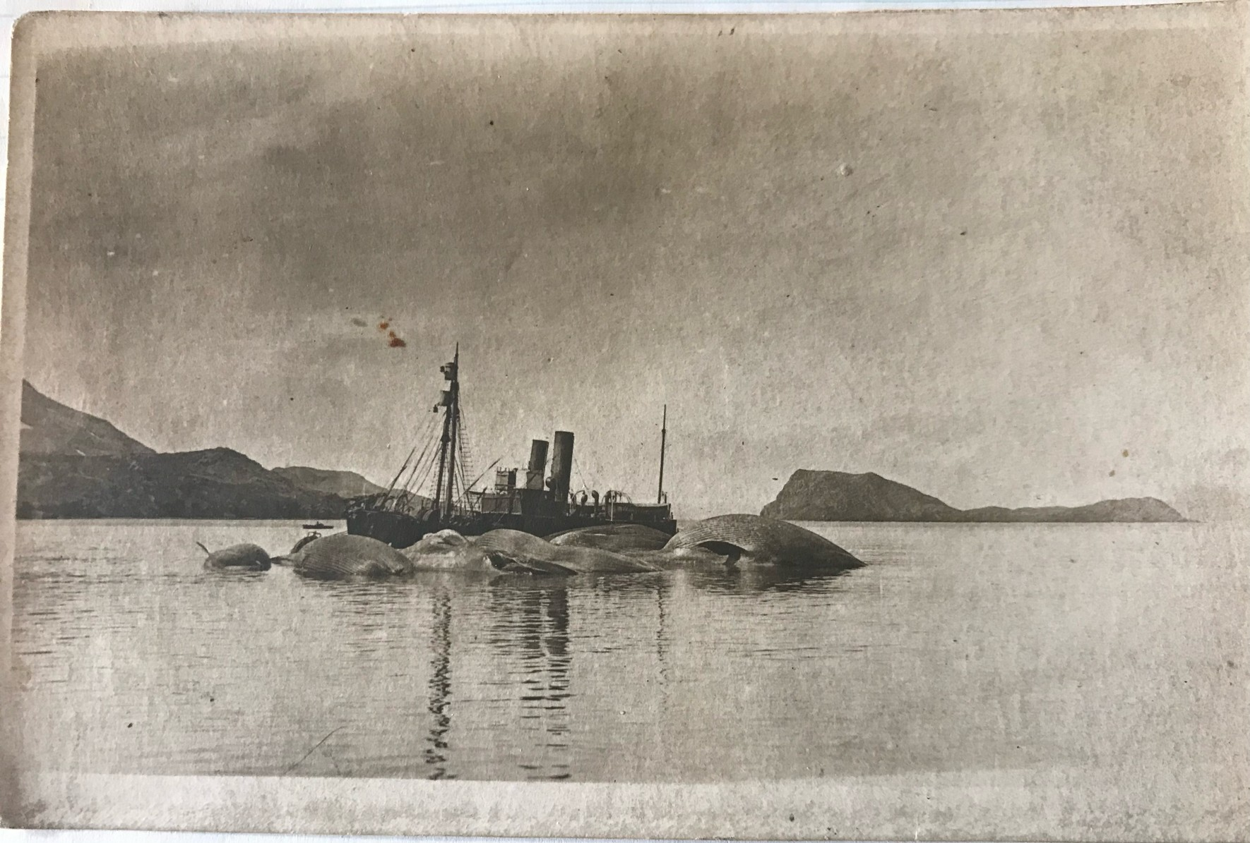 Front of postcard sent to Emil Hvaal’s cousin from South Georgia on 16 Feb 1923